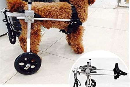 Silla ruedas perro
